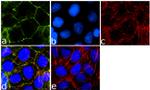 JAM-A (CD321) Antibody in Immunocytochemistry (ICC/IF)