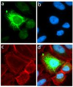 MSI1 Antibody in Immunocytochemistry (ICC/IF)