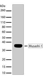 MSI1 Antibody in Western Blot (WB)