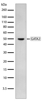 GATA2 Antibody in Western Blot (WB)