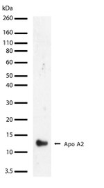 ApoA2 Antibody in Western Blot (WB)