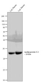 ApoC3 Antibody in Western Blot (WB)