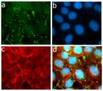 ApoC3 Antibody in Immunocytochemistry (ICC/IF)