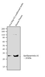 ApoA1 Antibody in Western Blot (WB)