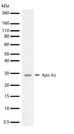 ApoA1 Antibody in Western Blot (WB)