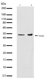 TGF beta-2 Antibody in Western Blot (WB)