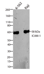 ICAM-1 Antibody in Western Blot (WB)