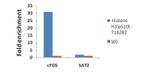 Phospho-Histone H3 (Ser10) Antibody