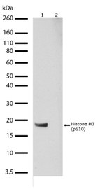 Phospho-Histone H3 (Ser10) Antibody in Western Blot (WB)