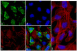 p70 S6 Kinase Antibody in Immunocytochemistry (ICC/IF)