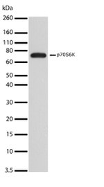 p70 S6 Kinase Antibody in Western Blot (WB)