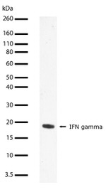 IFN gamma Antibody in Western Blot (WB)