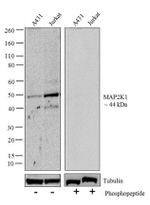 Phospho-MEK1 (Ser217, Ser221) Antibody in Western Blot (WB)