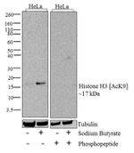 H3K9ac Antibody in Western Blot (WB)