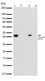 Phospho-IkB alpha (Ser32) Antibody in Western Blot (WB)