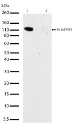 Phospho-Rb (Ser780) Antibody in Western Blot (WB)