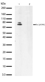 Phospho-Tau (Ser396) Antibody in Western Blot (WB)