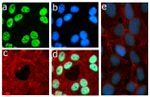 Phospho-Rb (Thr821) Antibody in Immunocytochemistry (ICC/IF)