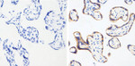 MMP16 Antibody in Immunohistochemistry (Paraffin) (IHC (P))