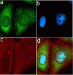 TIMP4 Antibody in Immunocytochemistry (ICC/IF)