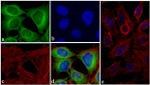 TIMP4 Antibody in Immunocytochemistry (ICC/IF)