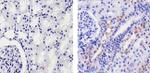 Fibrinogen Antibody in Immunohistochemistry (Paraffin) (IHC (P))