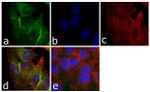 CD56 Antibody in Immunocytochemistry (ICC/IF)