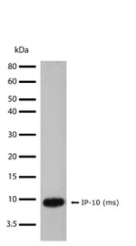 CXCL10 Antibody in Western Blot (WB)