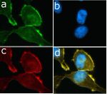 PI3K p85/p55 Antibody in Immunocytochemistry (ICC/IF)