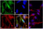 PI3K p85/p55 Antibody in Immunocytochemistry (ICC/IF)