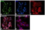 mTOR Antibody in Immunocytochemistry (ICC/IF)