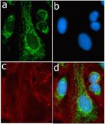 CD44 Antibody in Immunocytochemistry (ICC/IF)