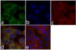 MEK1 Antibody in Immunocytochemistry (ICC/IF)