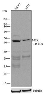 MEK1 Antibody in Western Blot (WB)