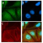 SRC Antibody in Immunocytochemistry (ICC/IF)