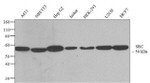 SRC Antibody in Western Blot (WB)