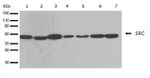 SRC Antibody in Western Blot (WB)