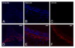 Connexin 26 Antibody in Immunohistochemistry (IHC)