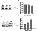 Connexin 26 Antibody in Western Blot (WB)