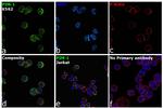 PIM1 Antibody in Immunocytochemistry (ICC/IF)