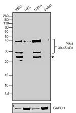 PIM1 Antibody in Western Blot (WB)