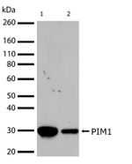 PIM1 Antibody in Western Blot (WB)