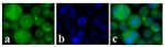 c-Kit Antibody in Immunocytochemistry (ICC/IF)