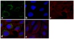 SQSTM1 Antibody in Immunocytochemistry (ICC/IF)