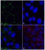 ZO-1 Antibody in Immunocytochemistry (ICC/IF)