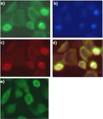 Nrf2 Antibody in Immunocytochemistry (ICC/IF)