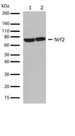 Nrf2 Antibody in Western Blot (WB)