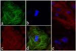 Troponin I Antibody in Immunocytochemistry (ICC/IF)