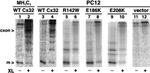 Connexin 32 Antibody in Immunoprecipitation (IP)