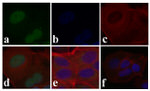 Phospho-SMAD2 (Ser465, Ser467) Antibody in Immunocytochemistry (ICC/IF)